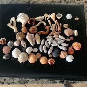 Boca Raton Shells and coral